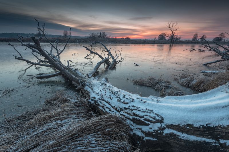 Cold tree фото превью