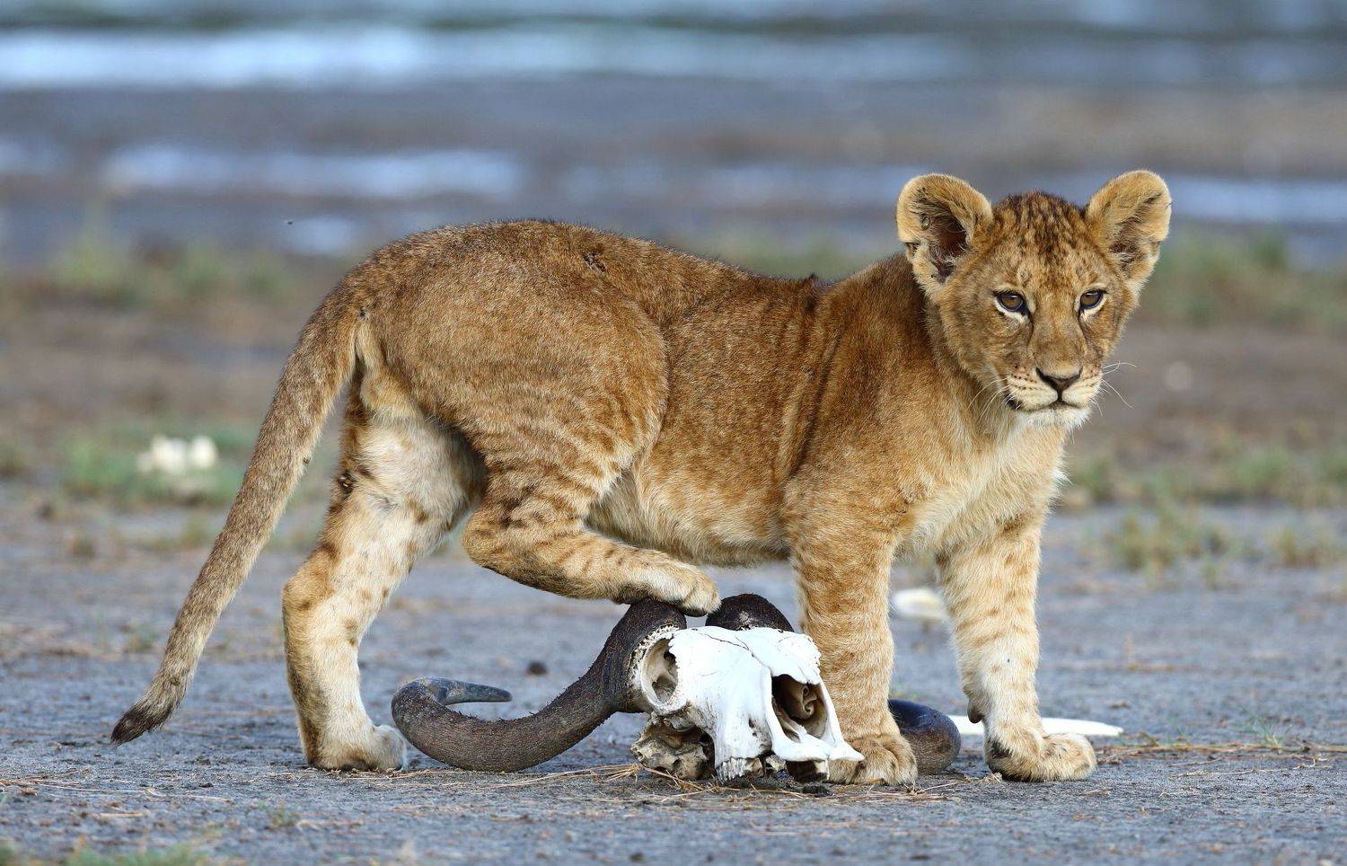 , Гудков Андрей