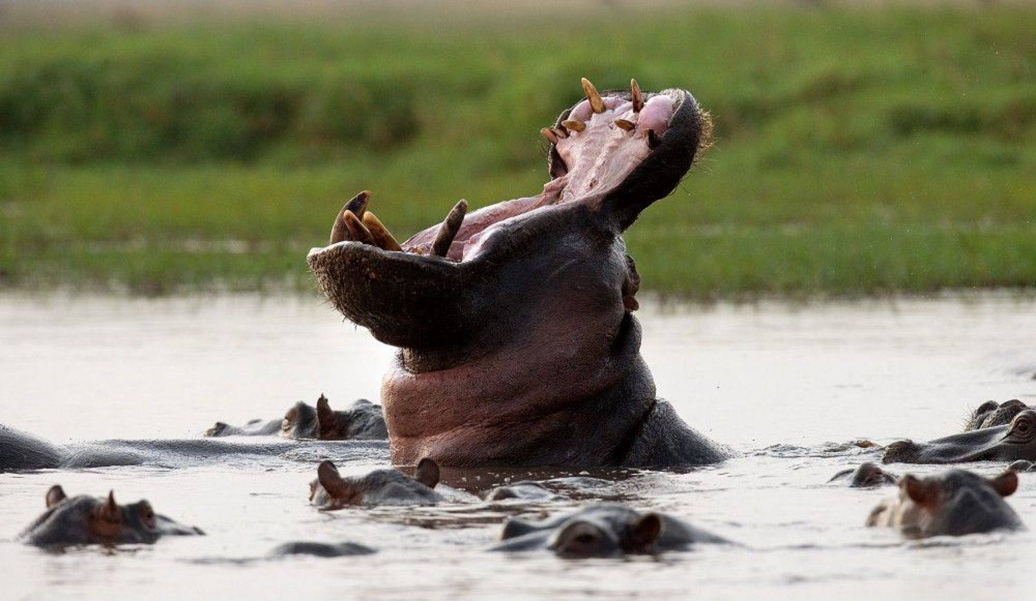 , Гудков Андрей