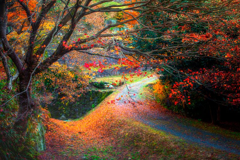 autumn in japan фото превью