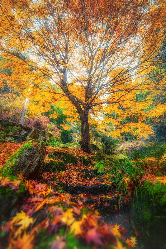 autumn ladder фото превью