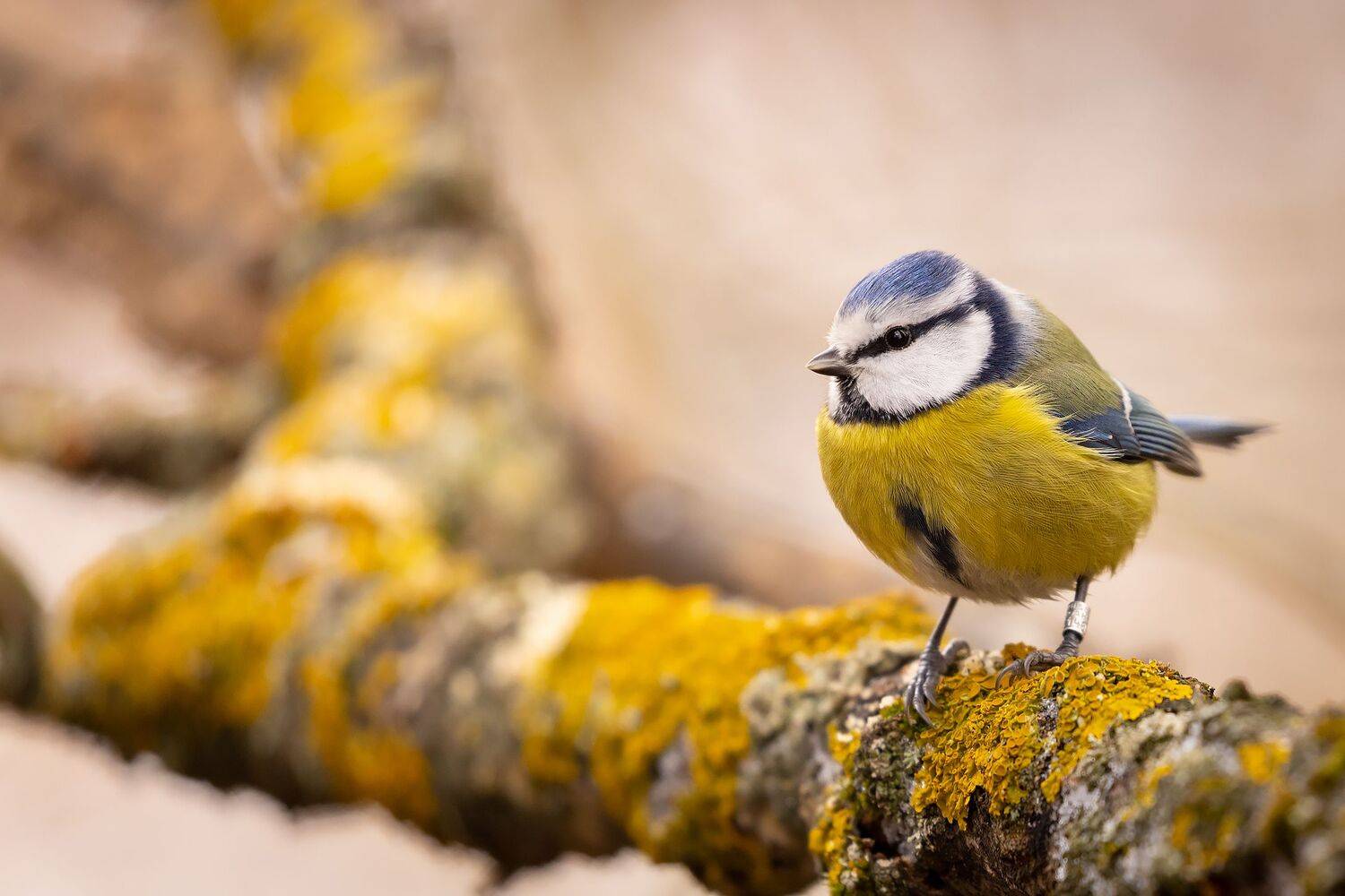 Titmouse. Автор: Robert Adamec , Robert Adamec