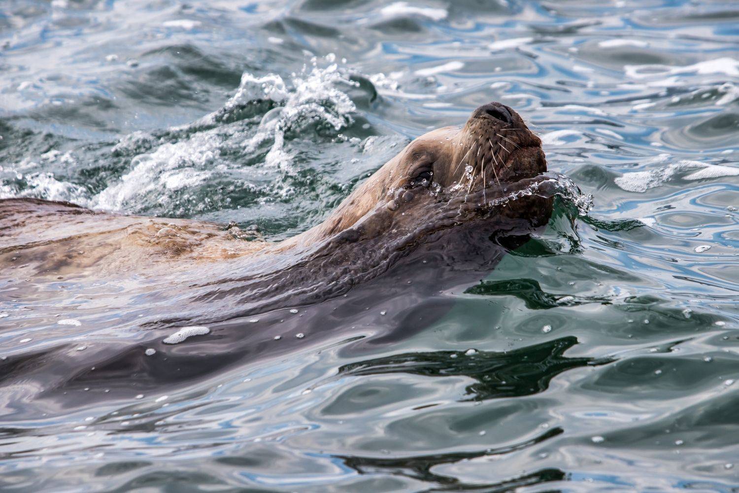 Камчатка, Алексей Мараховец