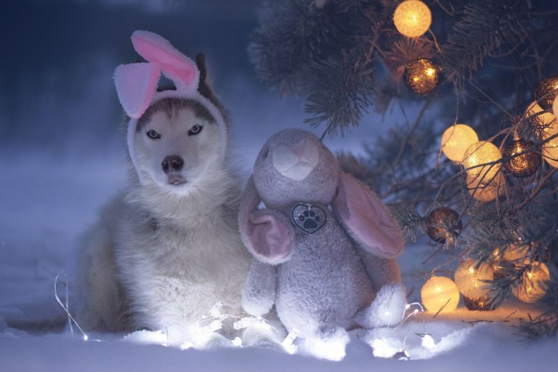 Сказочные зайки фото превью