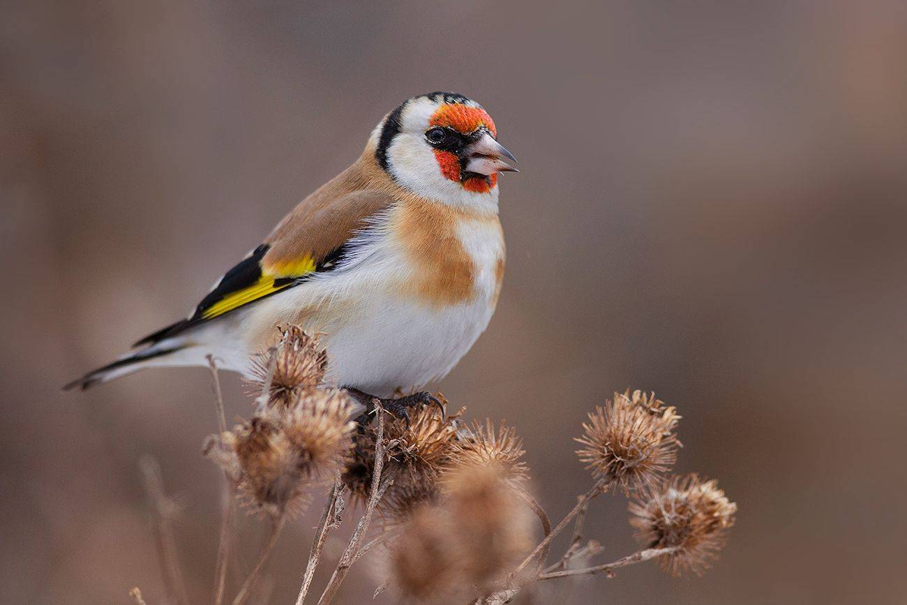 щегол,молодой,репейник, Иван