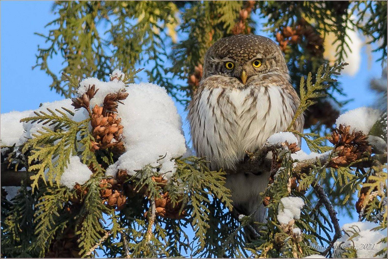 птицы, природа, сыч, воробьиный сыч, зима, декабрь, 2021, москва, glaucidium passerinum, eurasian pygmy-owl, новый год, Анна Голубева