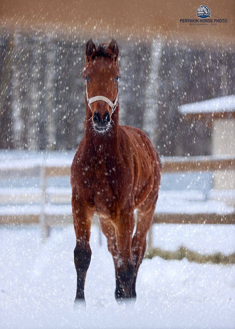 , Виктор Перякин