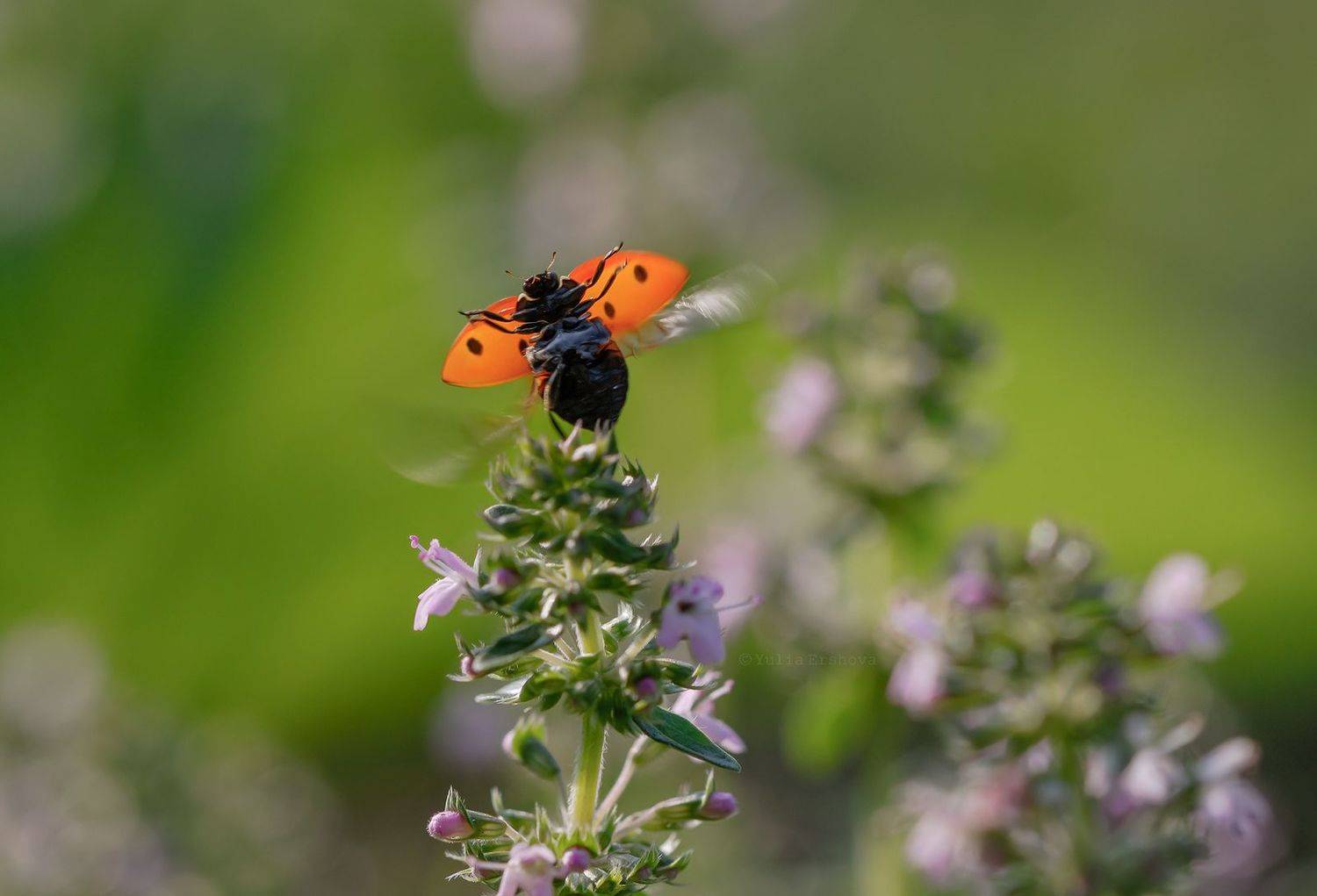 божья коровка, насекомые, Юлия Ершова