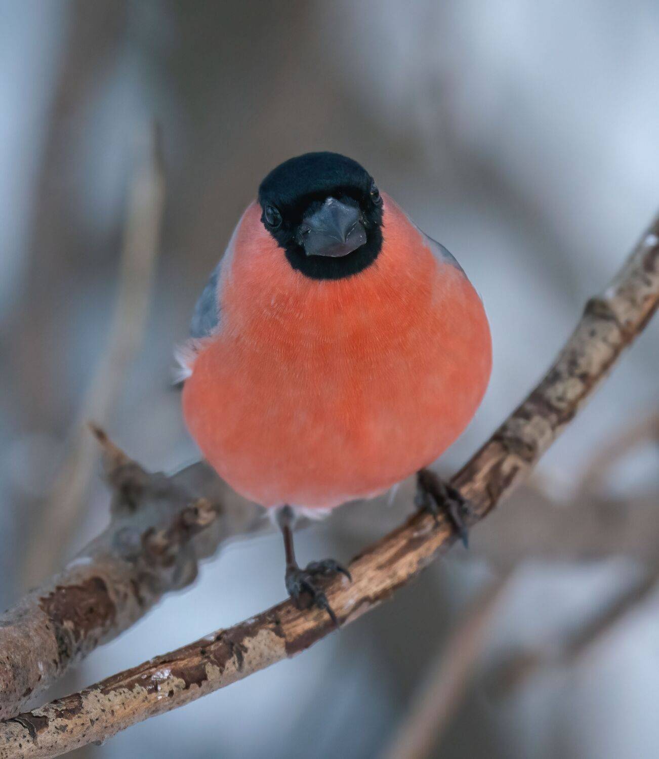 , Константин Дэм