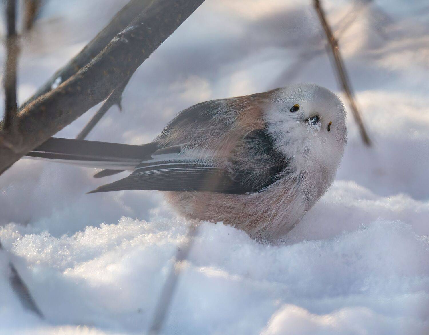 , Константин Дэм