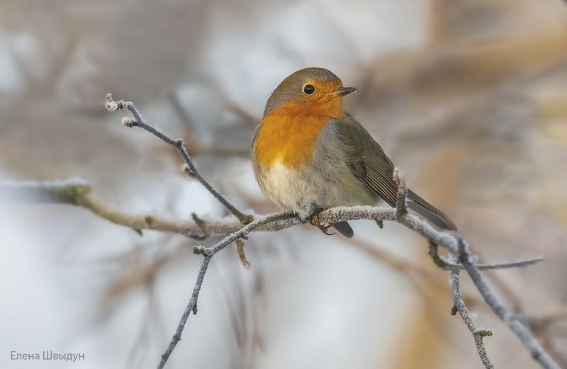 European robin фото превью
