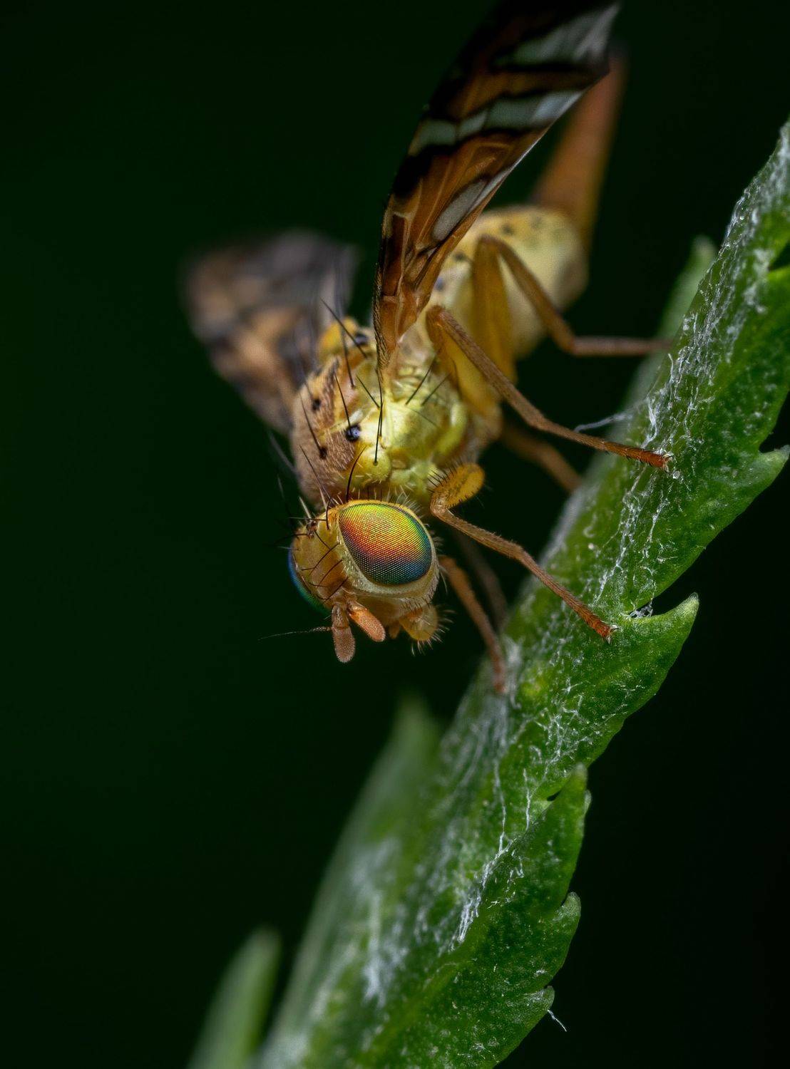 , Глеб Коровко