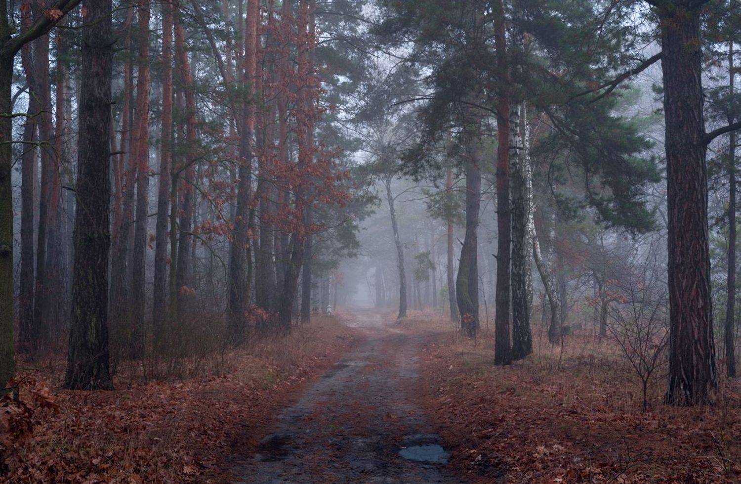 лес осень ноябрь туман сырость, Галанзовская Оксана