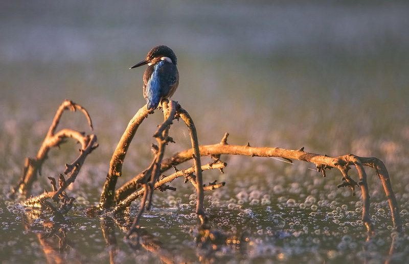 Встречая рассвет фото превью