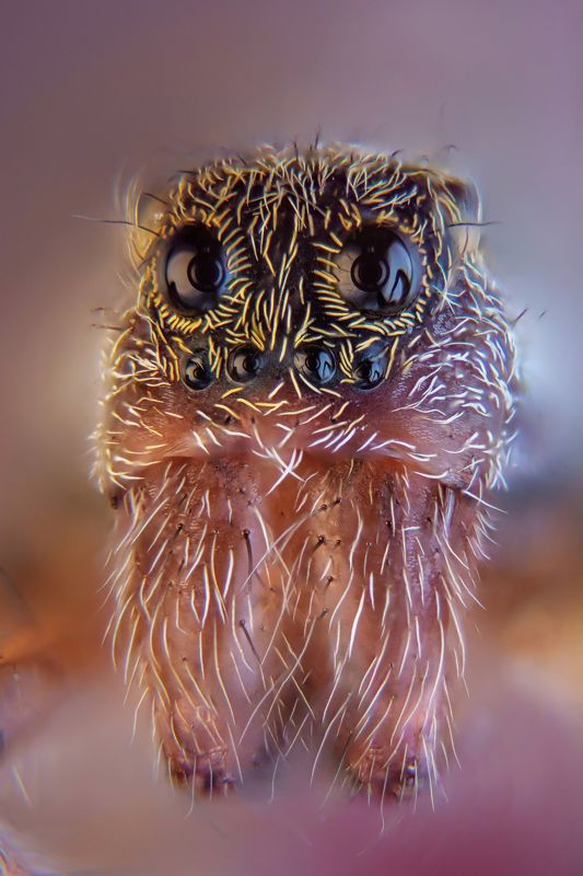 Spider фото превью