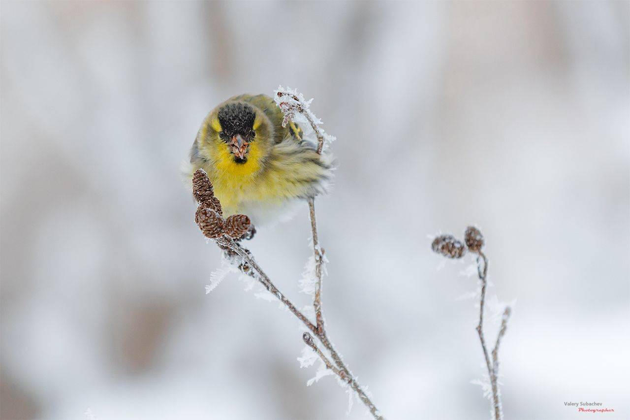 , Валерий Субачев