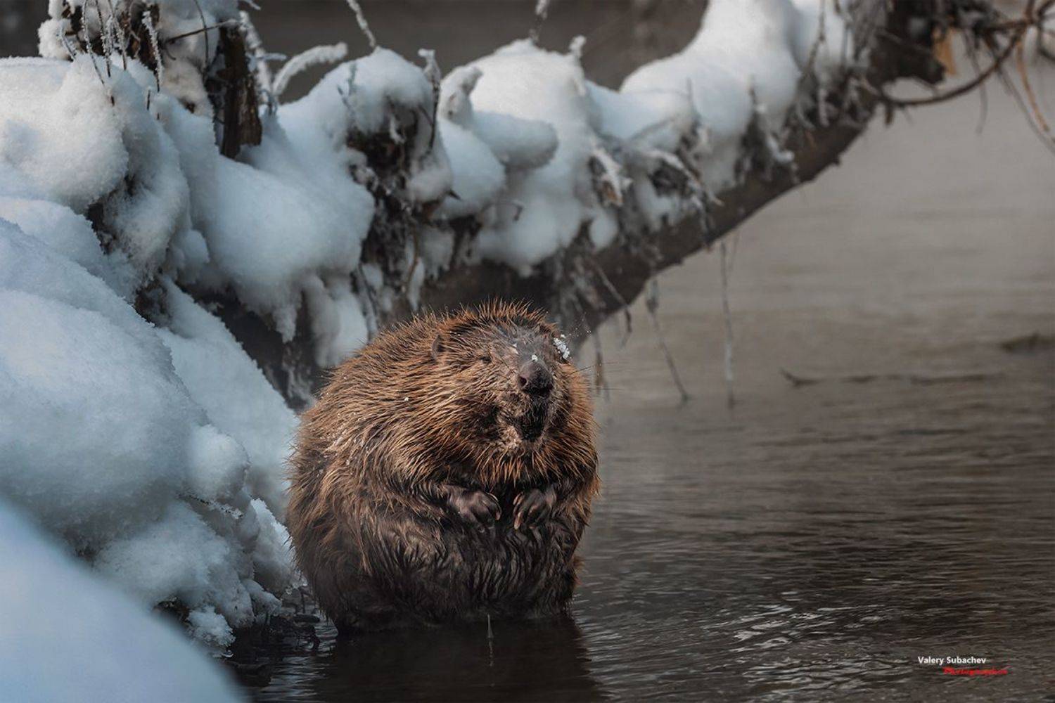 , Валерий Субачев