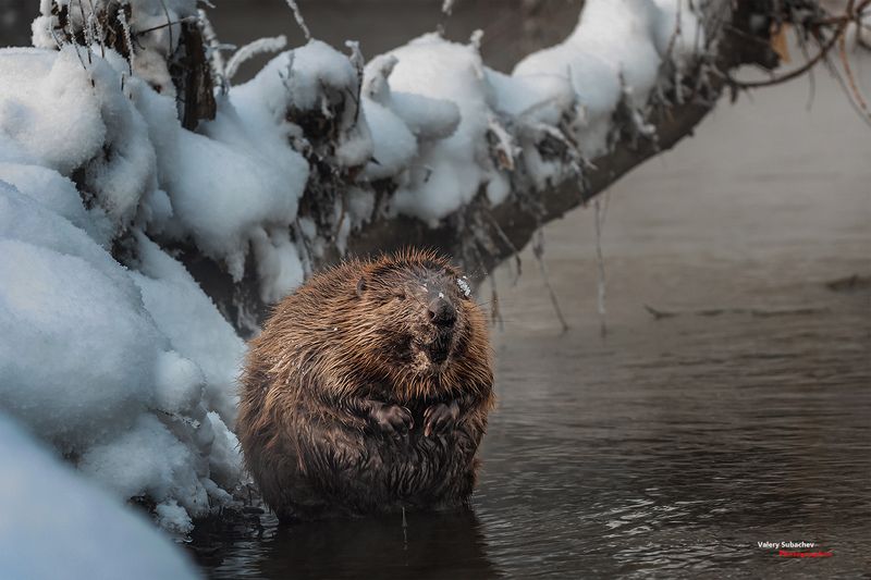 Здравствуй, Люба. Я вернулся... фото превью