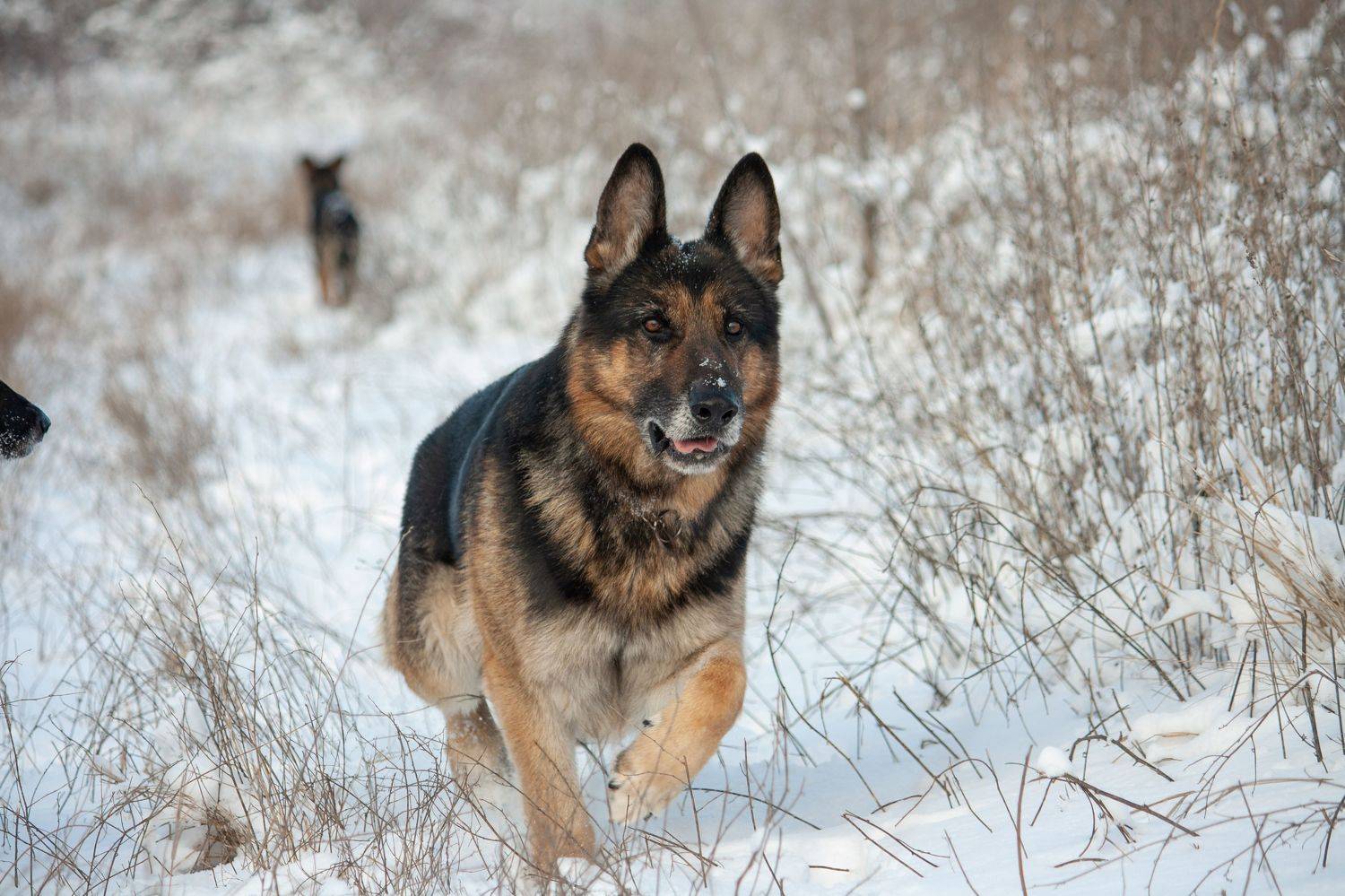 , Алёна Данильчук