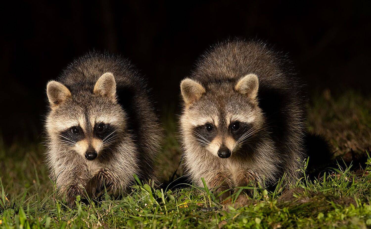 енот обыкновенный, енот-полоскун, raccoon, енот, дикие животные, животные, animals, Elizabeth Etkind