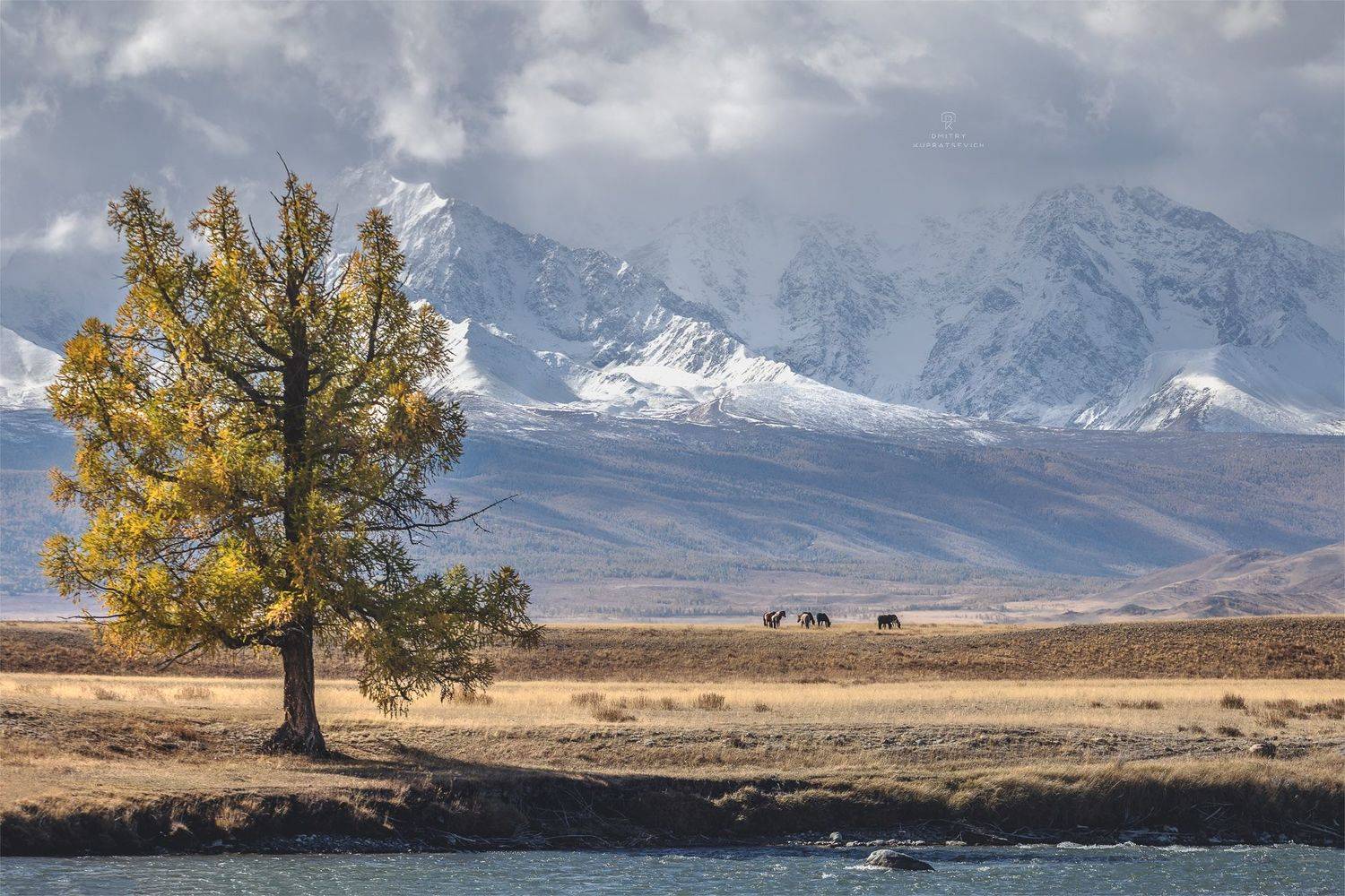 , Дмитрий Купрацевич