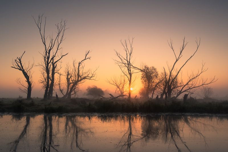 tree, landscape, sunrice Old tree фото превью
