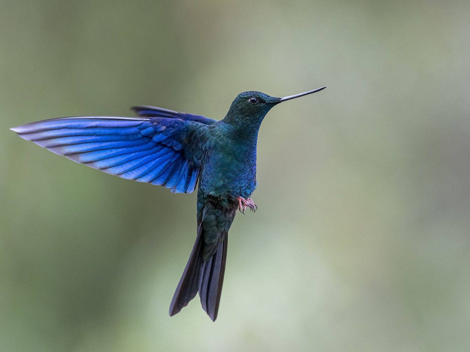 , Fernando Burgalin Sequeira