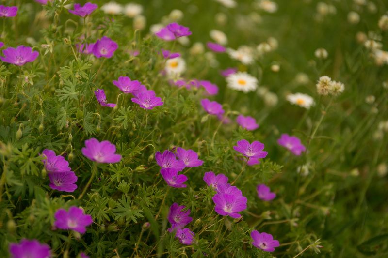 flowers, цветы, герань, лето, geranium sylvaticum, луг, meadow Лесная герань фото превью
