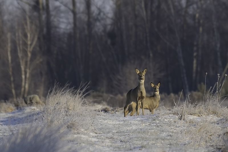 Sarny фото превью
