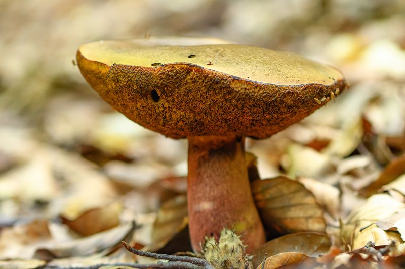 Mushroom and flies фото превью