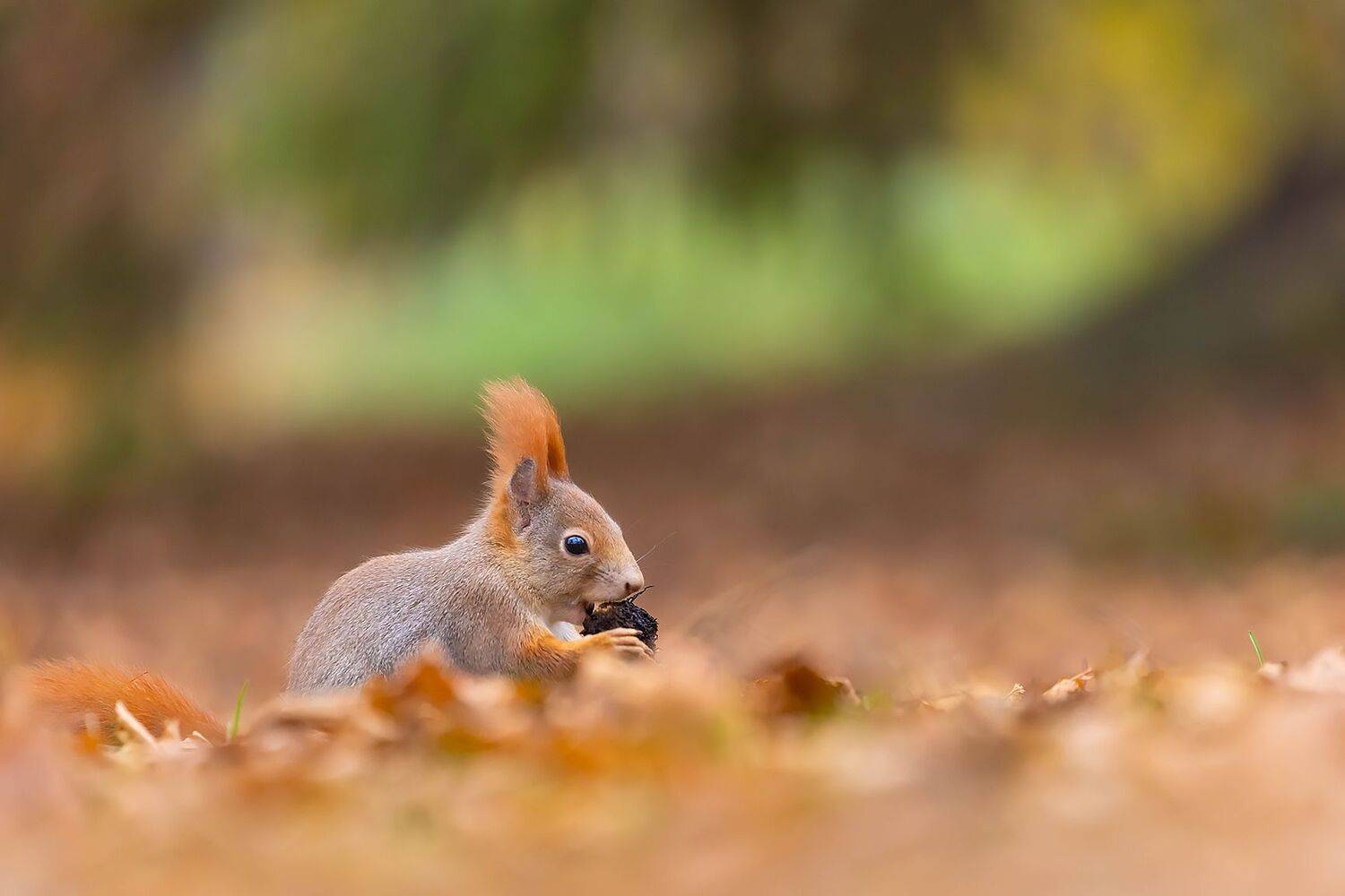 Squirrel. Автор: Robert Adamec , Robert Adamec