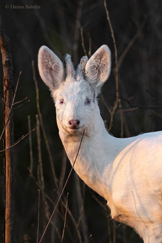 Альбиносы фото превью
