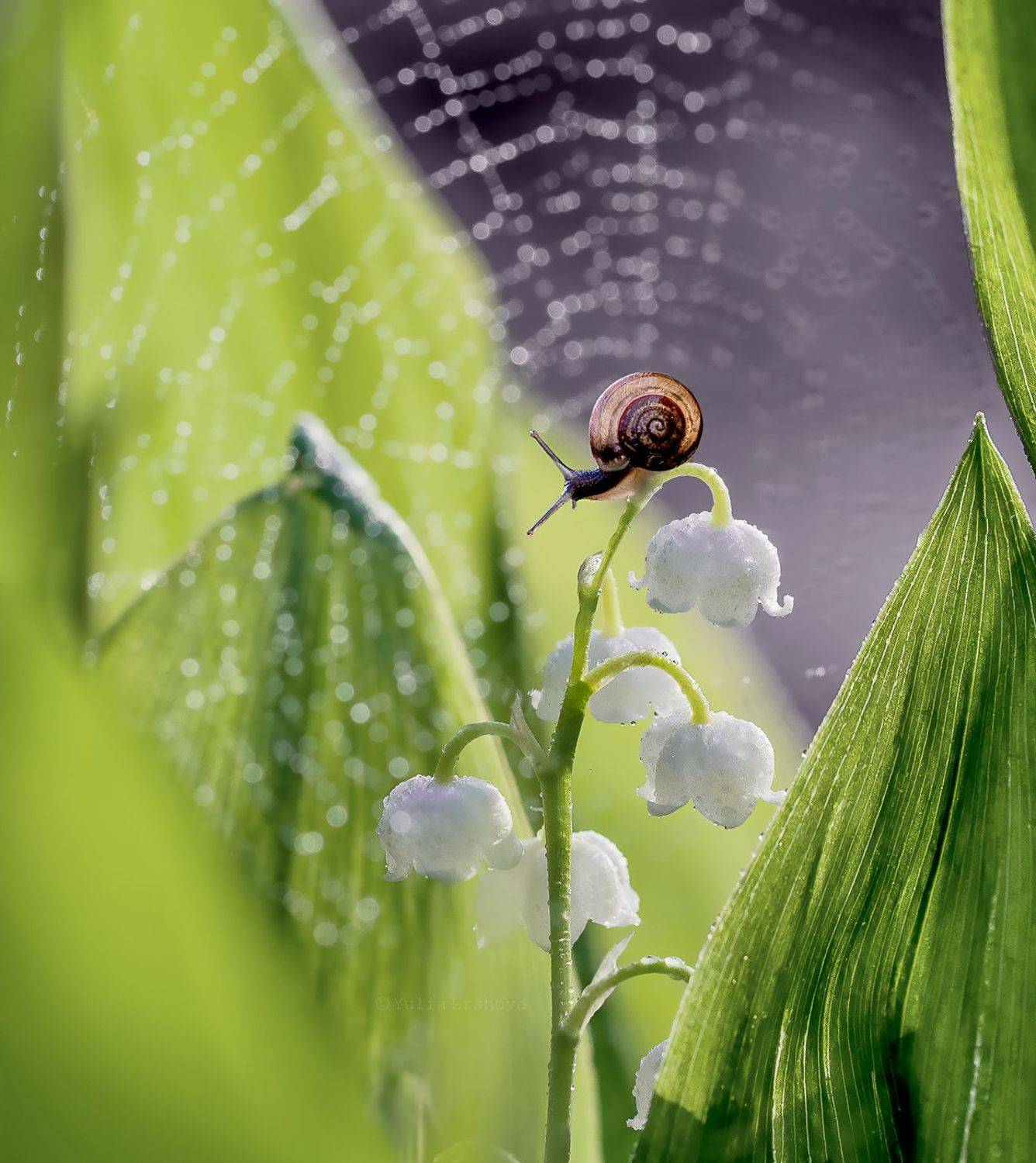 улитка, ландыши, паутина, роса, боке, Юлия Ершова