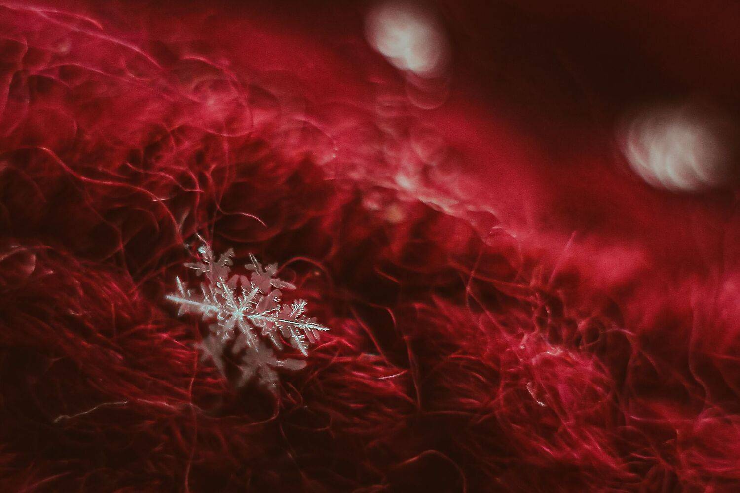 макро, природа,зима,снег,погода,настроение, Olga Smirnova