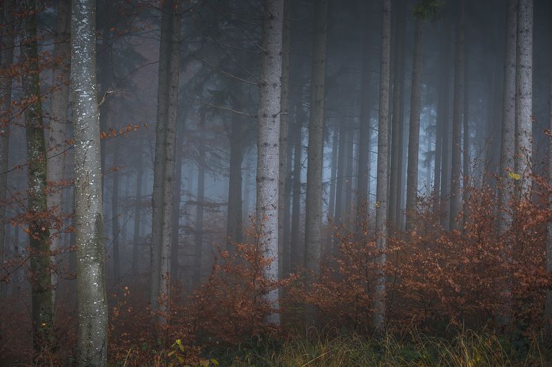 tree, trees, forest, fog, foggy, дерево, деревья, лес, туман  фото превью