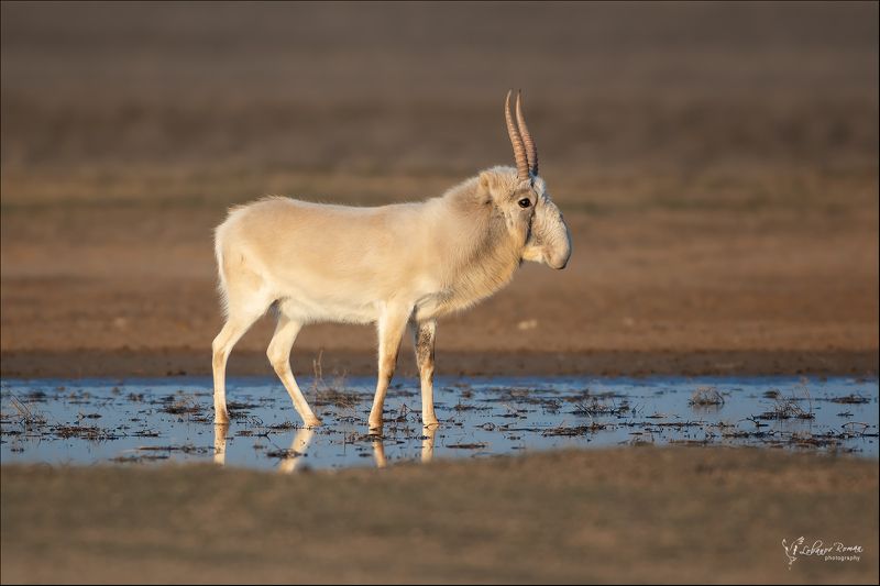 сайгак, степной, лобанов, астрахань * * * фото превью