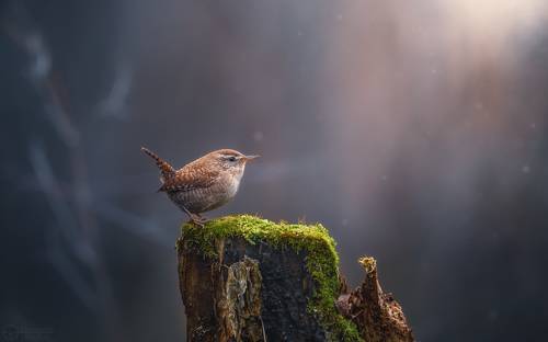 Шарик с хвостиком