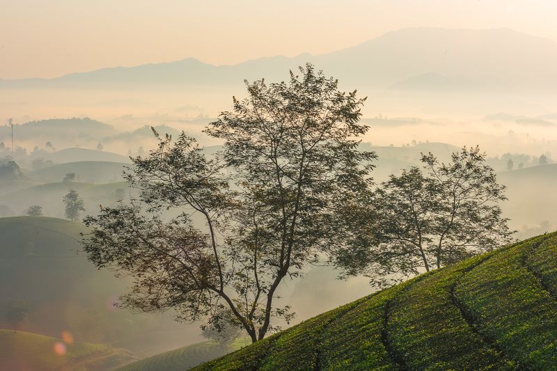 Bình minh tại đồ chè Long Cốc, Phú Thọ, Việt Nam фото превью