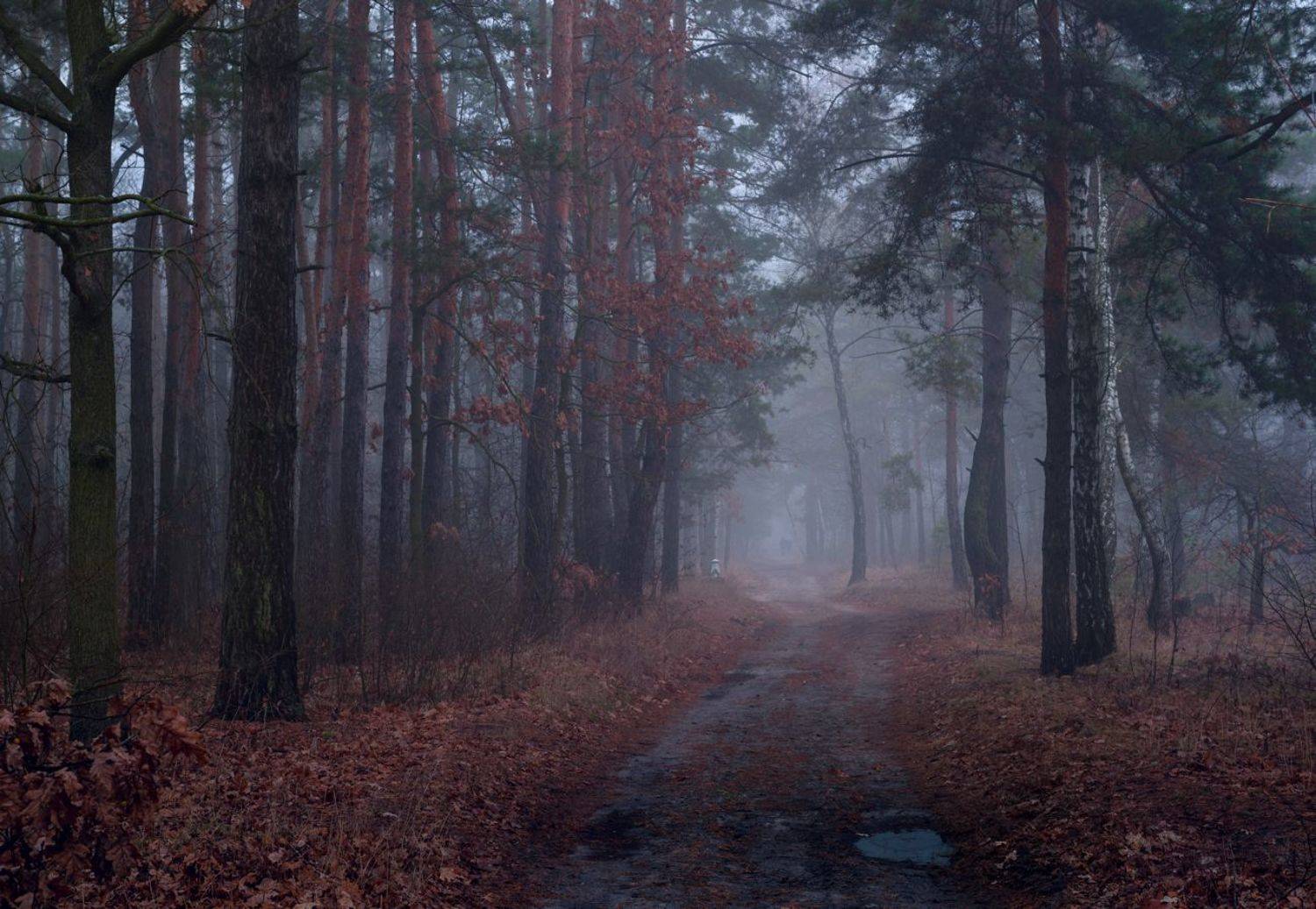 лес осень ноябрь туман сырость, Галанзовская Оксана