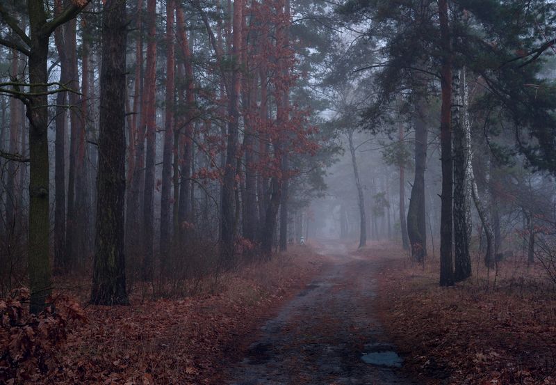 лес осень ноябрь туман сырость Плывет ко мне ноябрьскими ночами лесистых переулков тишина фото превью