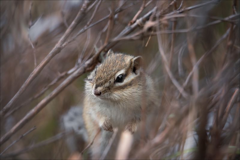 горный алтай, мультинские озера, бурундук, фототур на алтай Закрытый гештальт фото превью