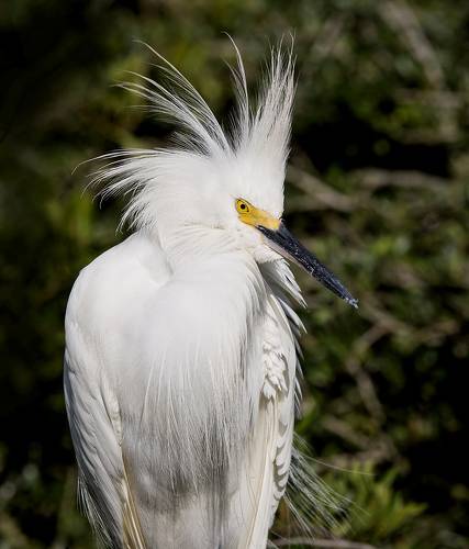 Happy New Year! Американская белая цапля - Snowy Egret.