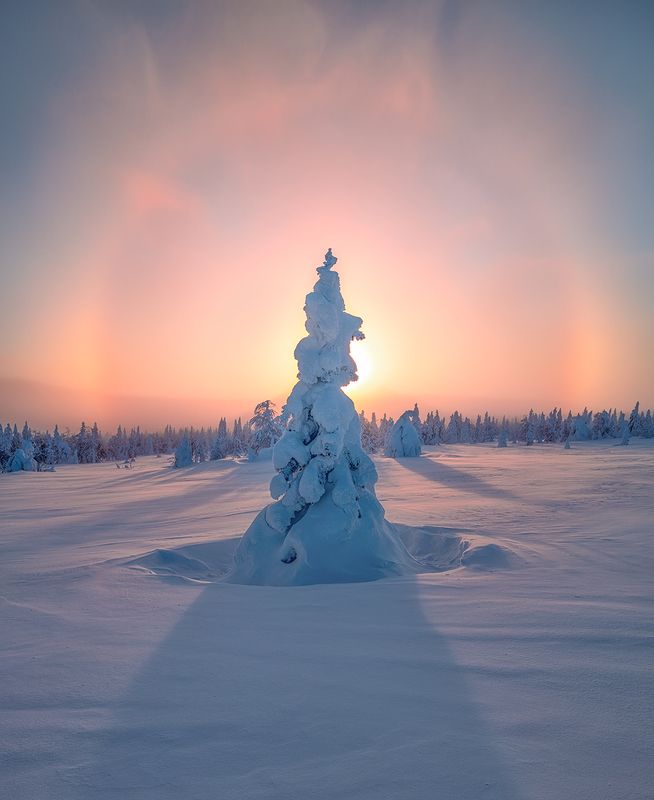 гух В лесу родилась ёлочка... фото превью