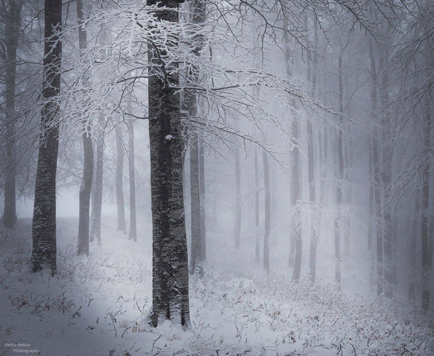 , Петко Петков