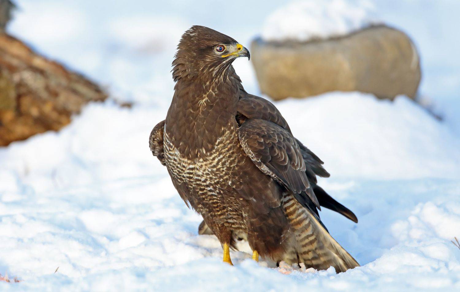 , Александр Гусар