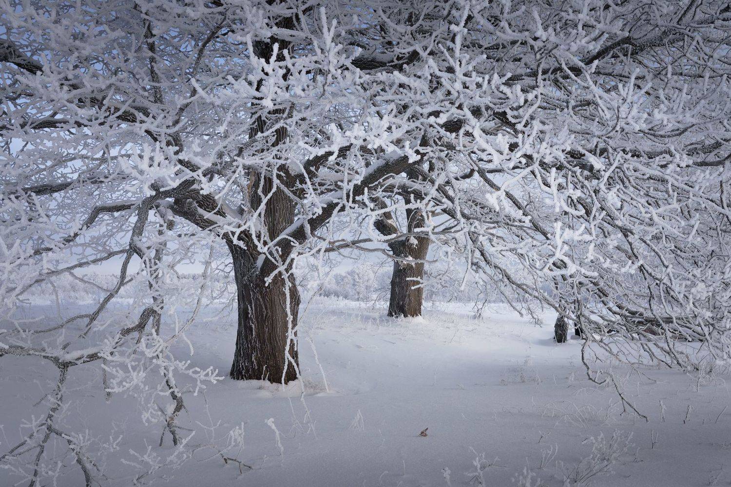 , Григорий Бельцев
