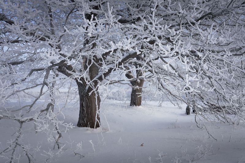 Дубы принарядились фото превью