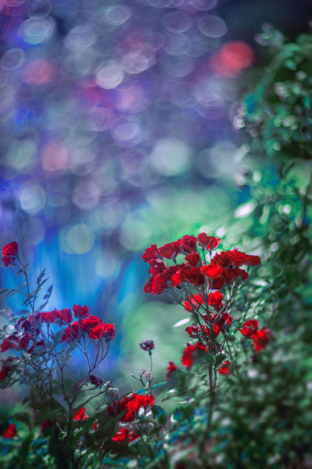 blue,flowers,wild,nature,light,bokeh,zenit,helios,red,green, Борислав Алексиев