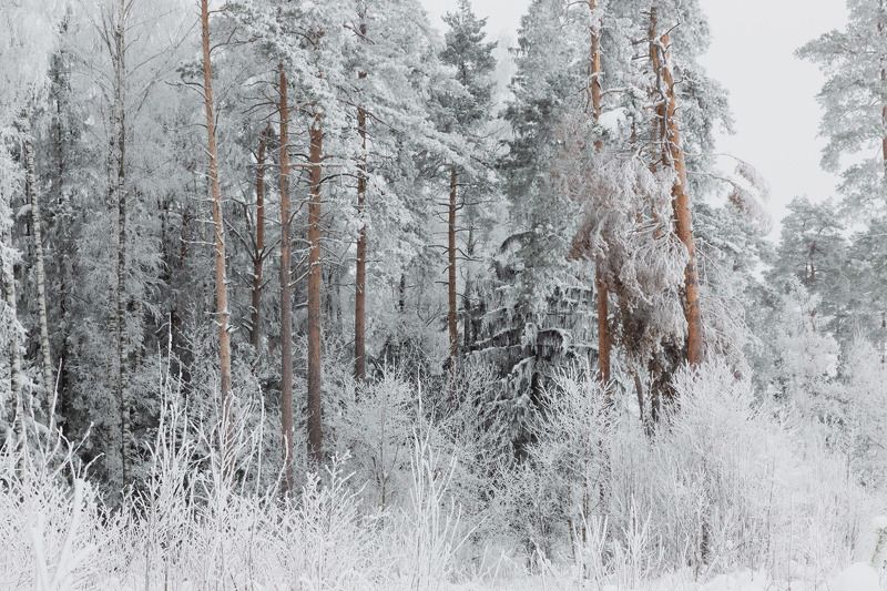 иней, зимний лес, белым бело,  замело принарядился фото превью