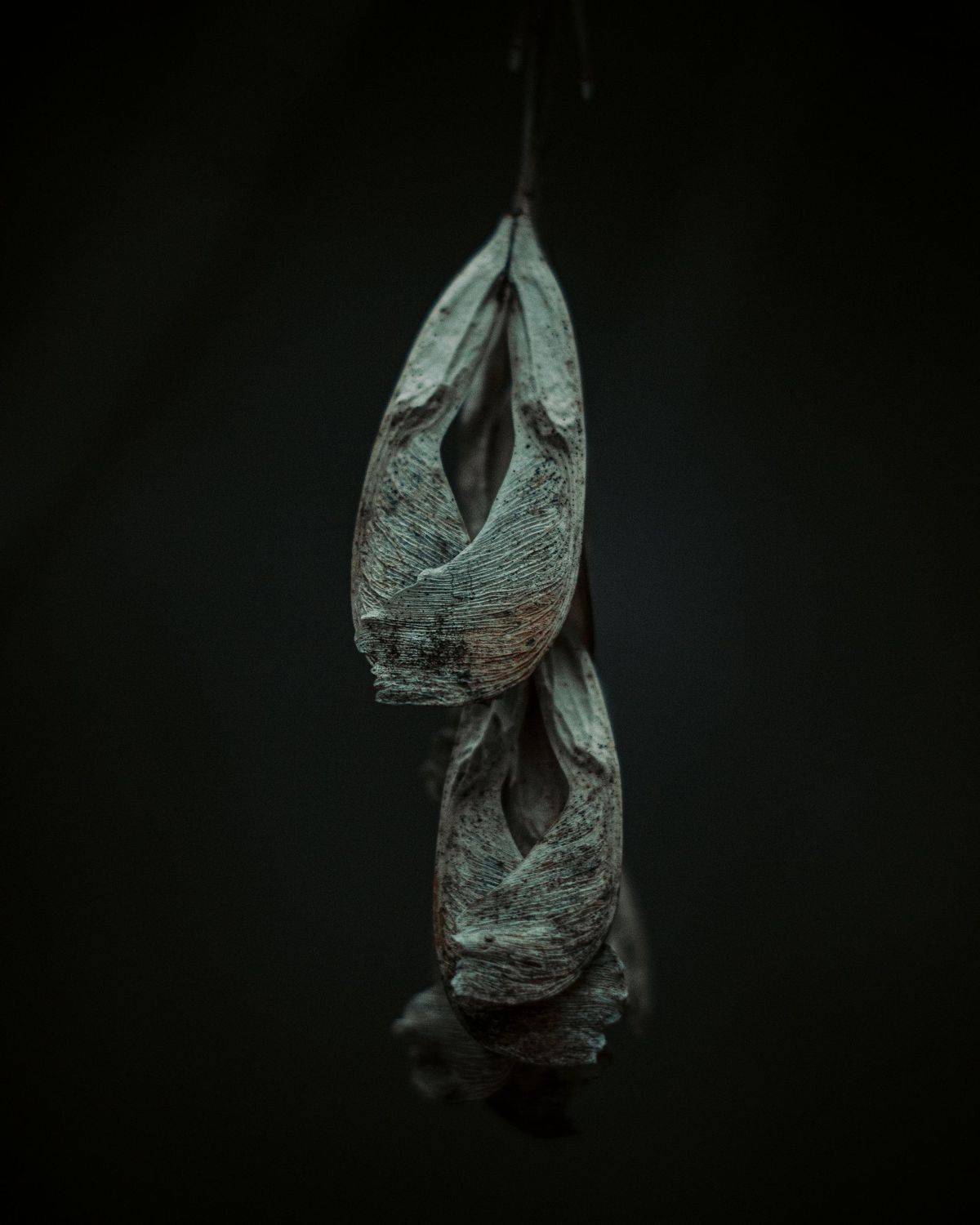 , Максим Салихов